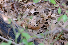 Agkistrodon laticinctus