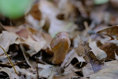 Agkistrodon laticinctus