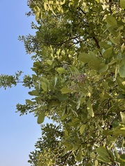 Philenoptera violacea