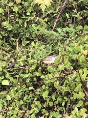 Myiarchus magnirostris