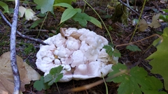 Hydnellum suaveolens