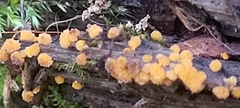 Sphaerosporium lignatile