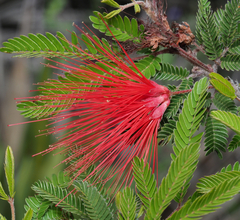 Calliandra hirsuta