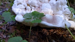 Hydnellum suaveolens