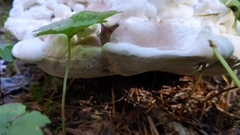 Hydnellum suaveolens