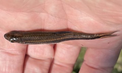Notropis cummingsae