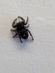 Phidippus audax