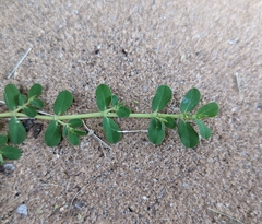 Euphorbia blodgettii