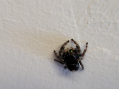 Phidippus audax