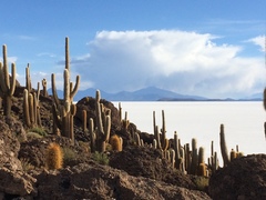 Trichocereus atacamensis