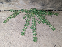 Euphorbia blodgettii