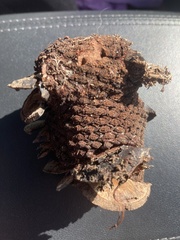 Banksia attenuata
