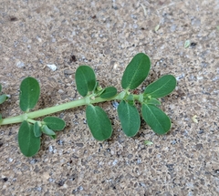 Euphorbia blodgettii