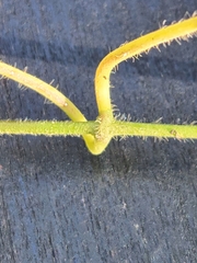 Gonolobus suberosus