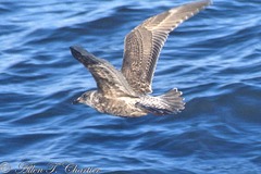 Larus schistisagus