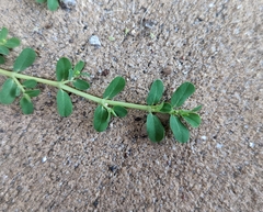 Euphorbia blodgettii