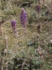 Lupinus excubitus