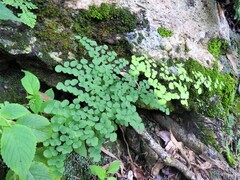 Adiantum tricholepis