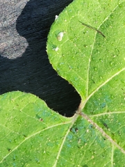 Gonolobus suberosus