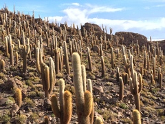 Trichocereus atacamensis