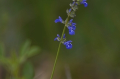 Salvia laevis