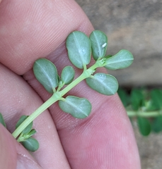 Euphorbia blodgettii