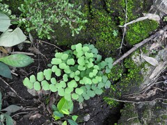 Adiantum tricholepis