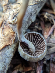 Psilocybe