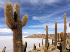 Trichocereus atacamensis