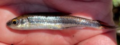 Notropis cummingsae