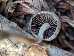 Psilocybe