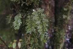 Hymenophyllum