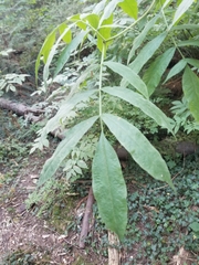 Sambucus racemosa