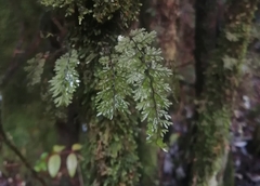 Hymenophyllum