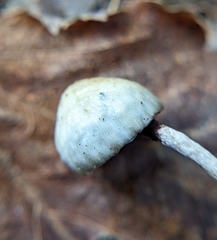 Psilocybe