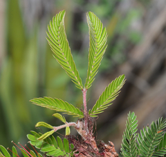 Calliandra hirsuta