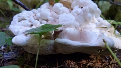 Hydnellum suaveolens