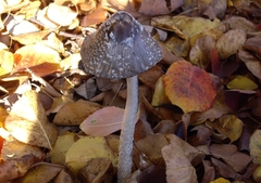 Coprinopsis picacea