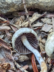 Psilocybe