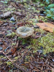 Lactarius aurantiosordidus