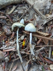 Psilocybe