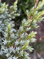 Juniperus morrisonicola