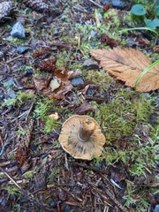 Lactarius aurantiosordidus