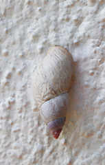 Drymaeus dombeyanus