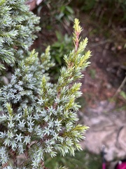 Juniperus morrisonicola