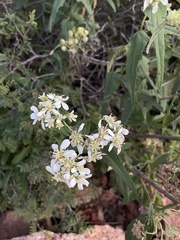 Montanoa tomentosa