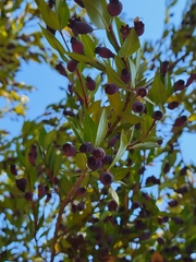 Myrtus communis