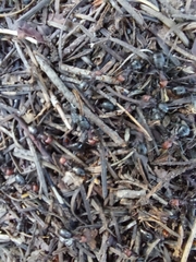 Formica obscuripes