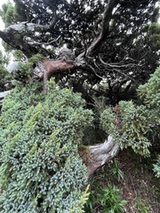 Juniperus morrisonicola