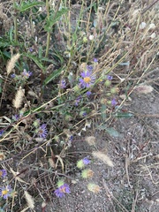 Dieteria bigelovii